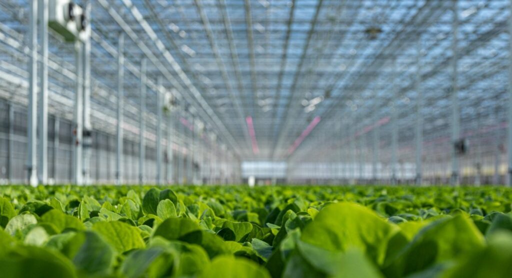 Salad Greens  Center for Agriculture, Food, and the Environment