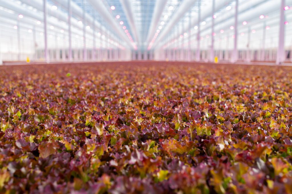 Salad Greens  Center for Agriculture, Food, and the Environment